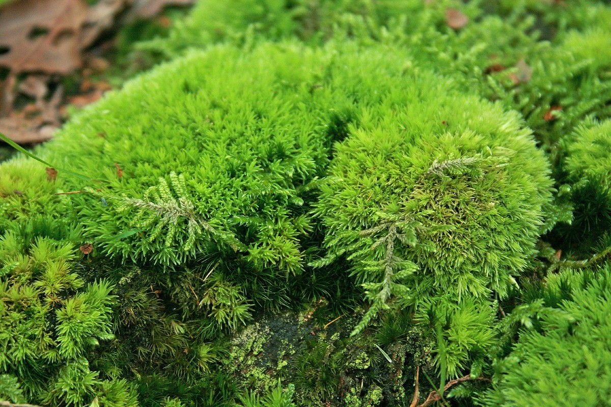 Leucobryum glaucum (door Jan Kersten)