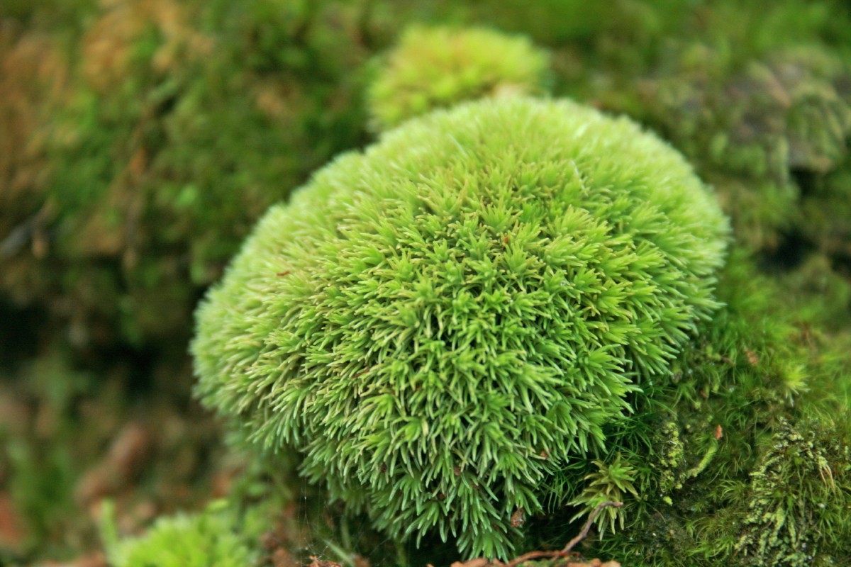 Leucobryum glaucum (door Jan Kersten)