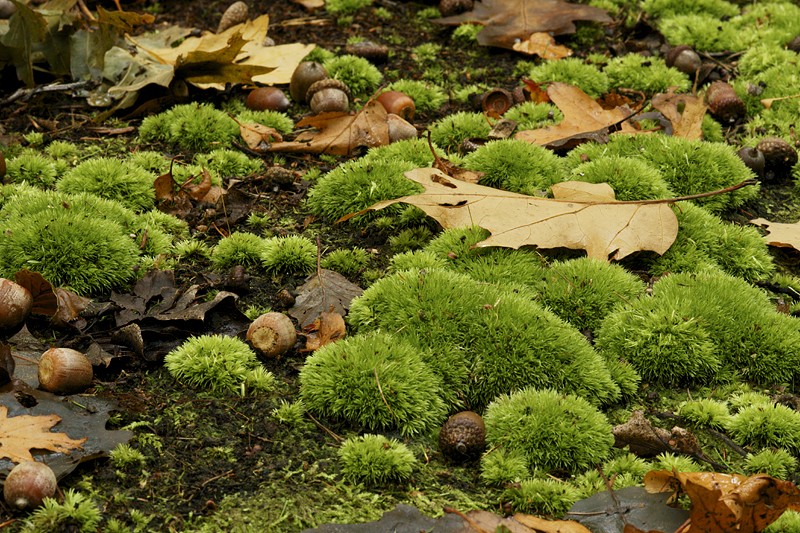 Leucobryum glaucum (door Ron Poot)