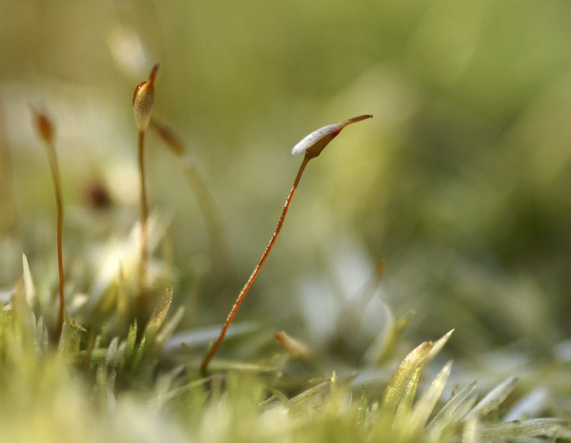 Leucobryum glaucum (door Ron Poot)