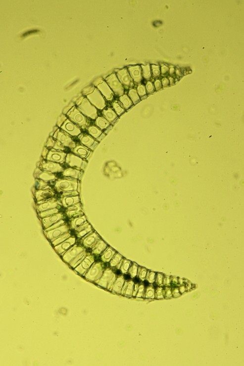 Leucobryum glaucum (door Jan Kersten)