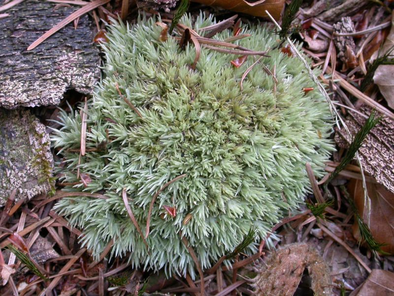 Leucobryum glaucum (door Laurens Sparrius)