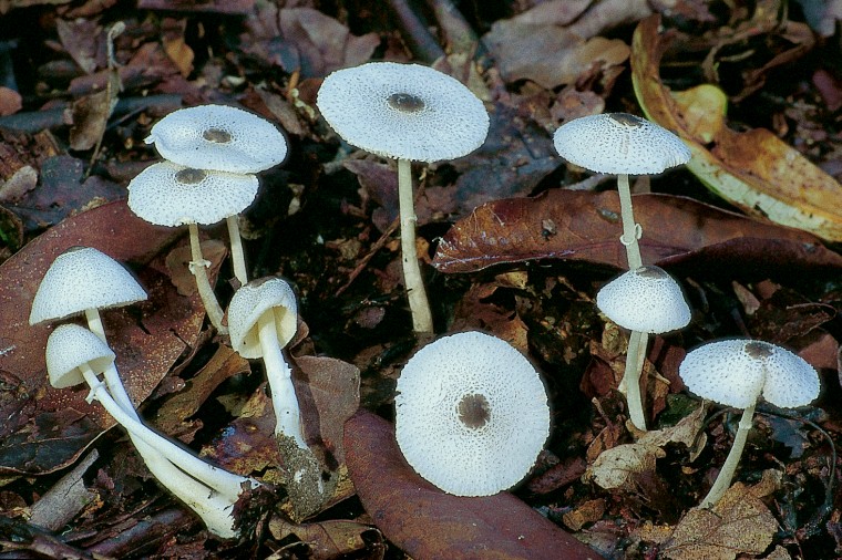 Leucocoprinus brebissonii (door Henk Huijser)