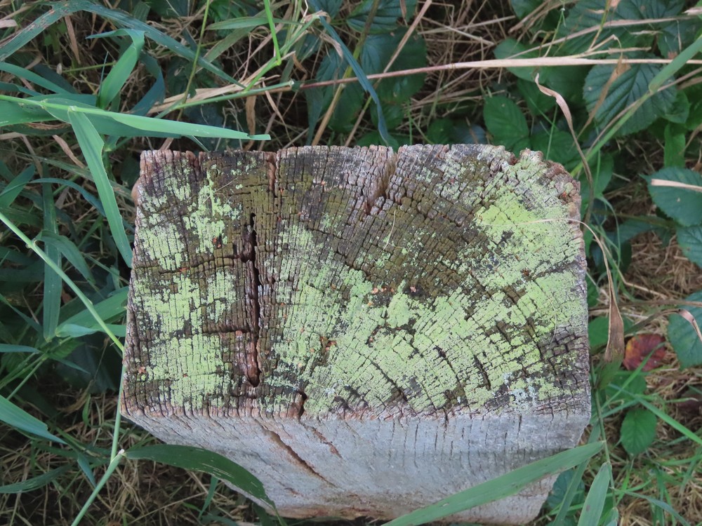 Trapeliopsis granulosa (door Jaap Westra)
