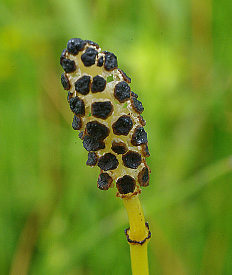 Equisetum palustre (door Hans Adema)