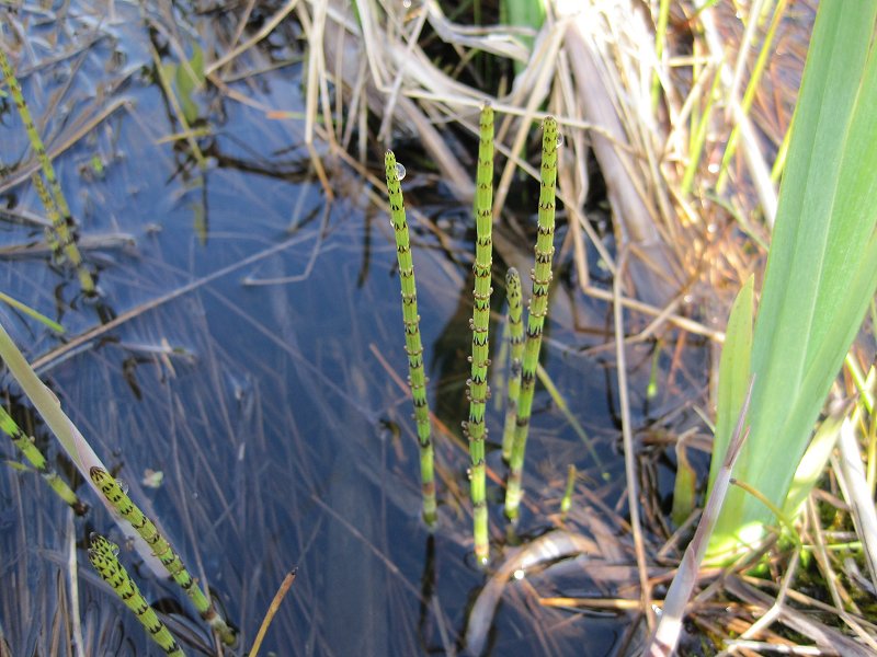 Equisetum palustre (door Grada Menting)