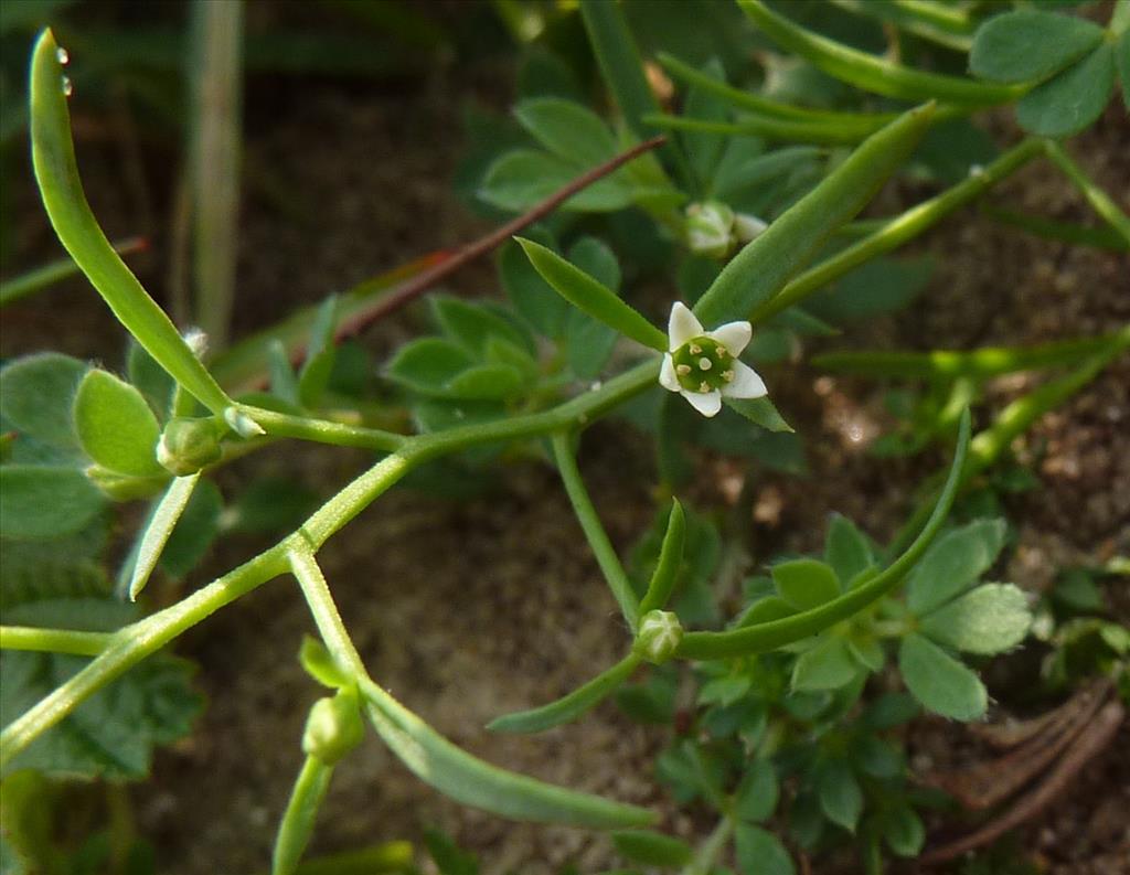 Thesium humifusum (door Koen van Zoest)