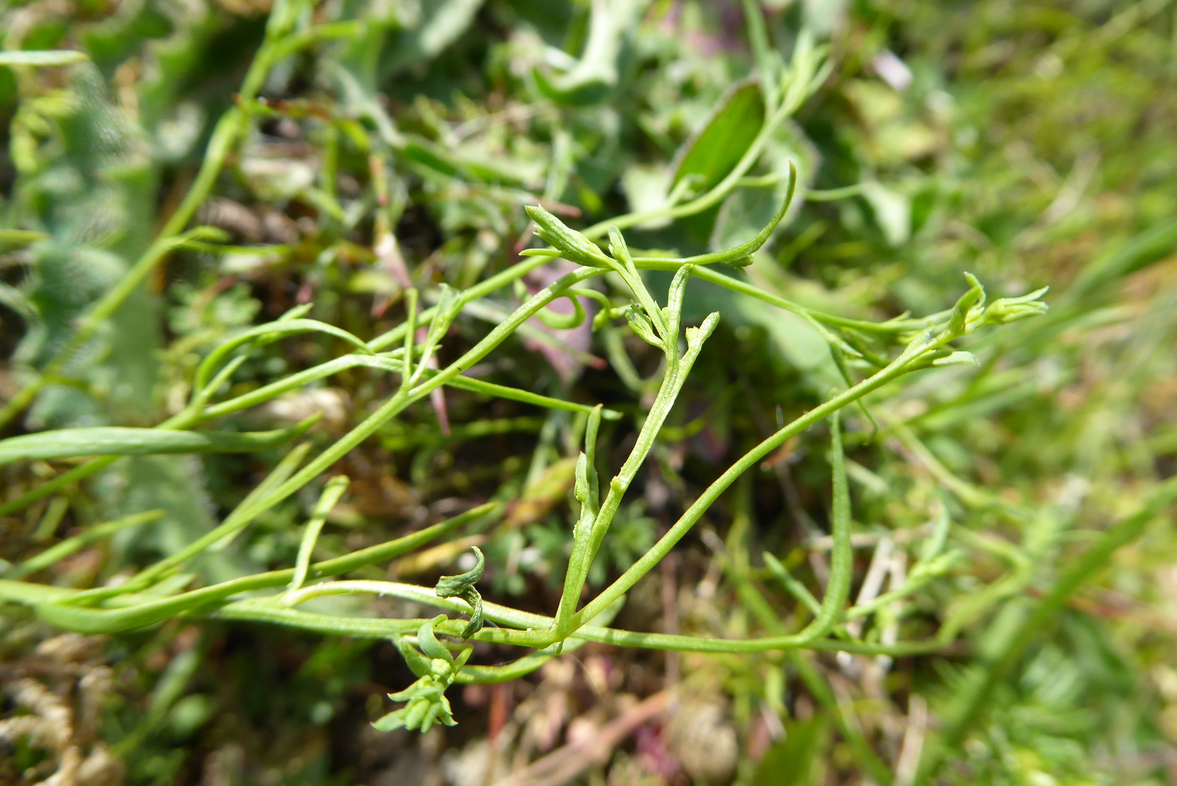 Thesium humifusum (door Koen van Zoest)