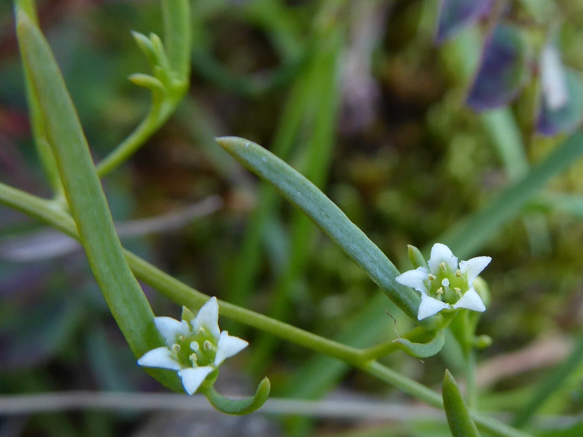 Thesium humifusum (door Koen van Zoest)