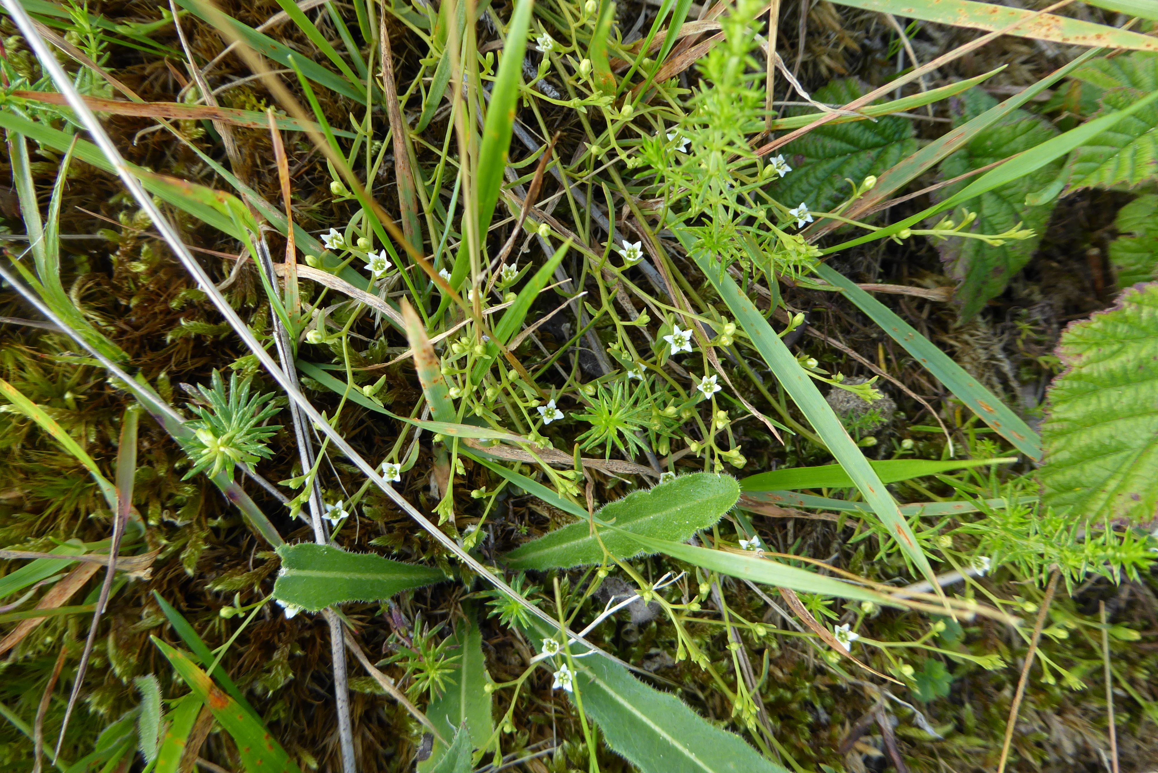 Thesium humifusum (door Koen van Zoest)