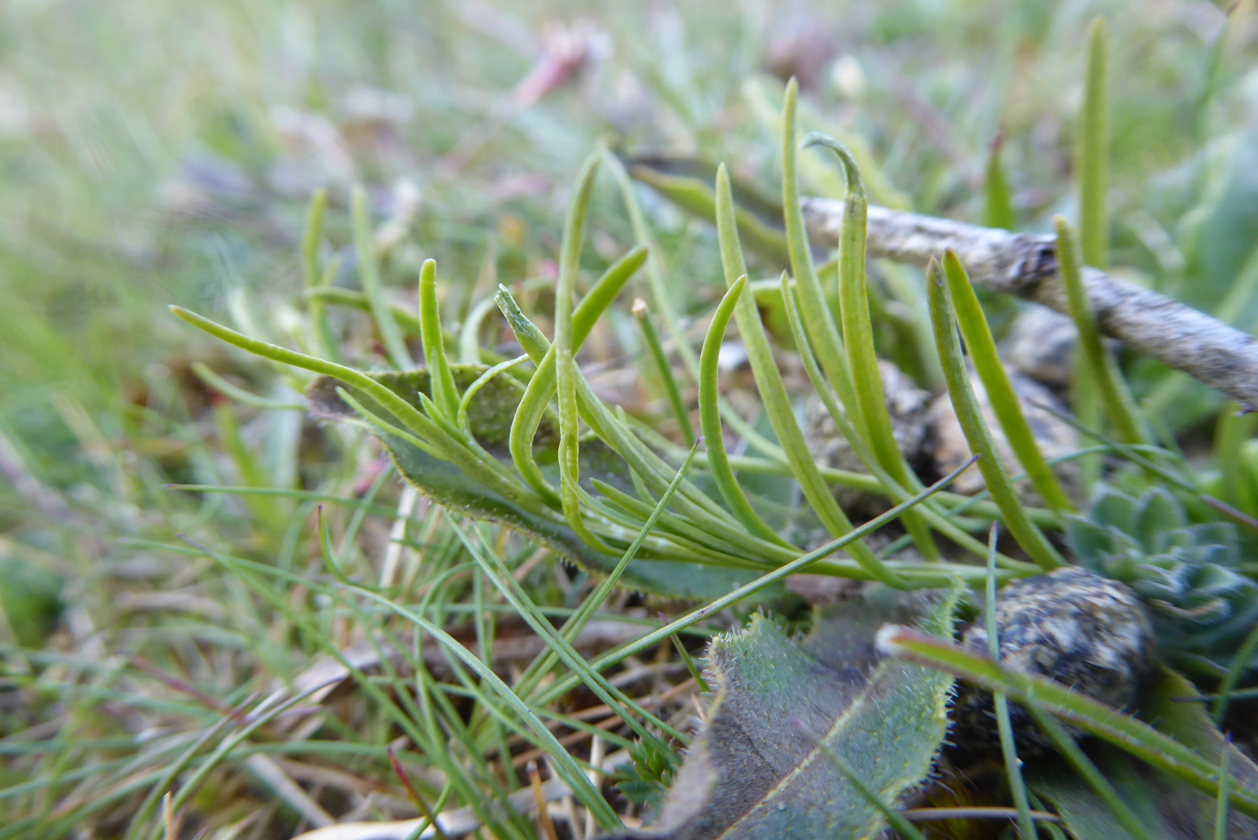 Thesium humifusum (door Koen van Zoest)