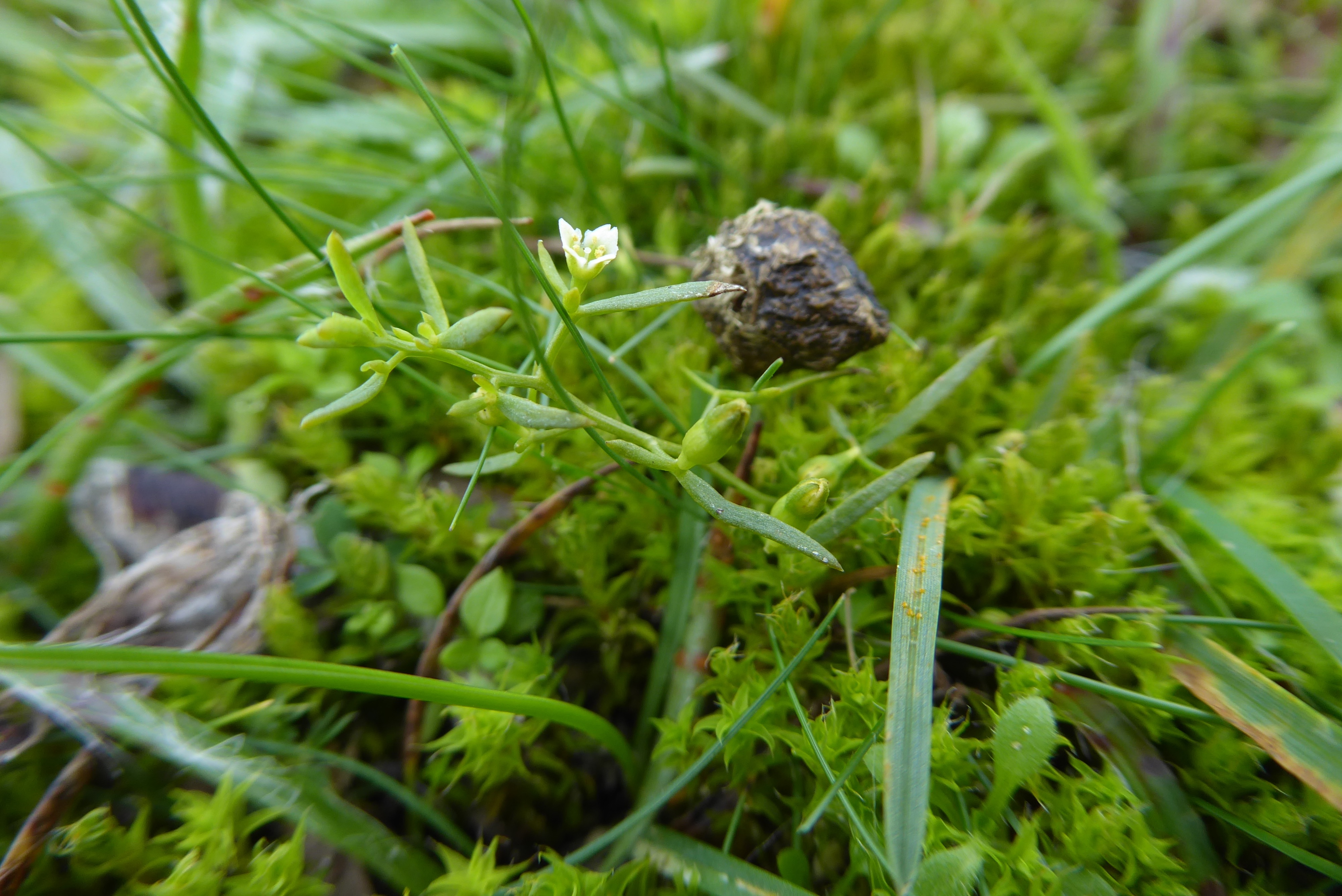 Thesium humifusum (door Koen van Zoest)