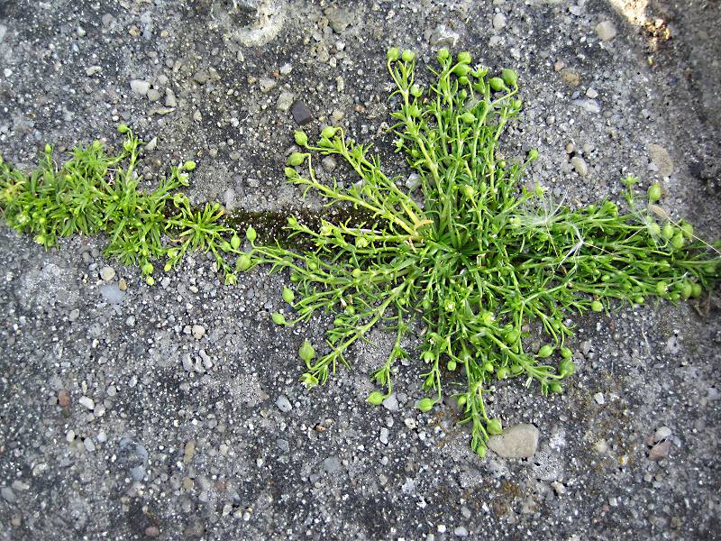 Sagina procumbens (door Grada Menting)