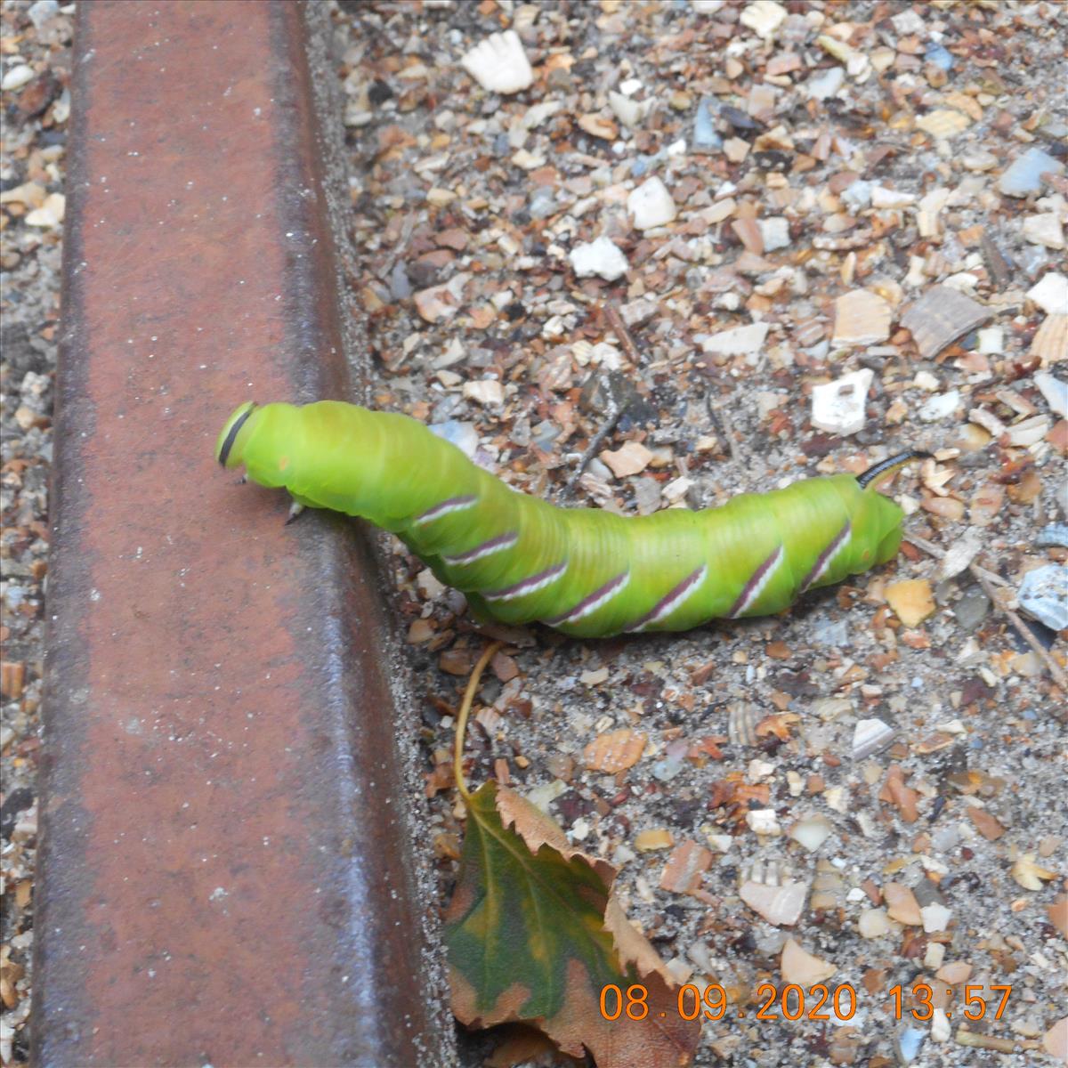 Sphinx ligustri (door Giel van der Pluijm)