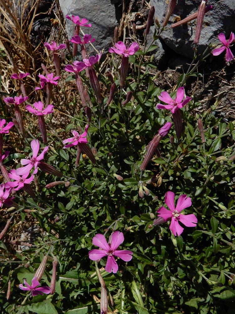 Silene schafta (door Saxifraga-Ed Stikvoort)