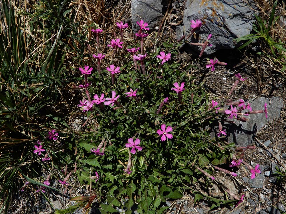 Silene schafta (door Saxifraga-Ed Stikvoort)