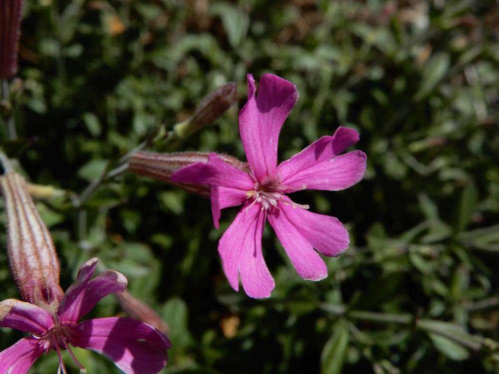 Silene schafta (door Saxifraga-Ed Stikvoort)