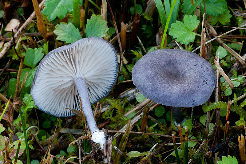 Entoloma mougeotii (door John Breugelmans)