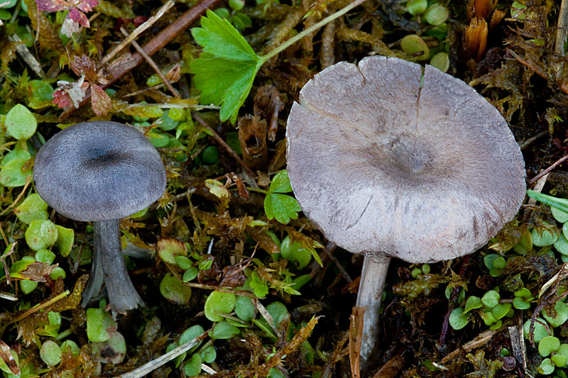 Entoloma mougeotii (door John Breugelmans)