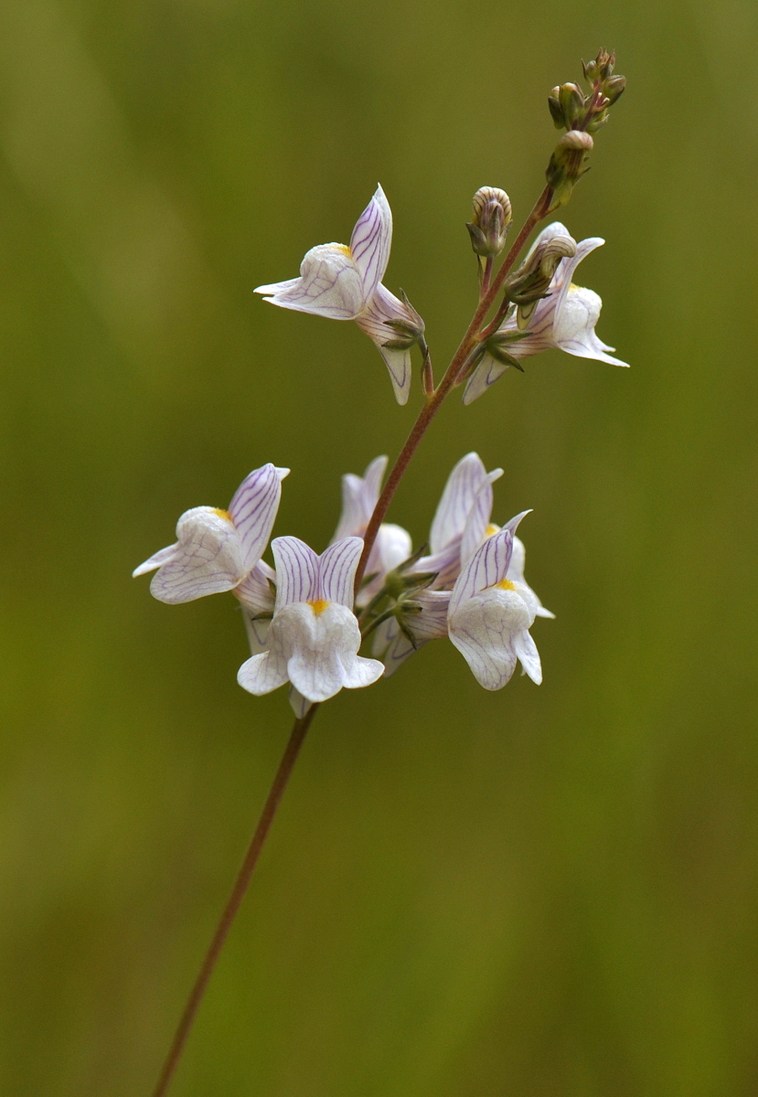 Linaria repens (door Willie Riemsma)