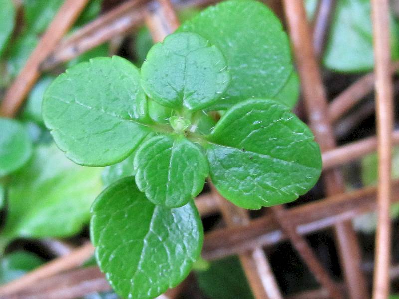 Linnaea borealis (door Grada Menting)