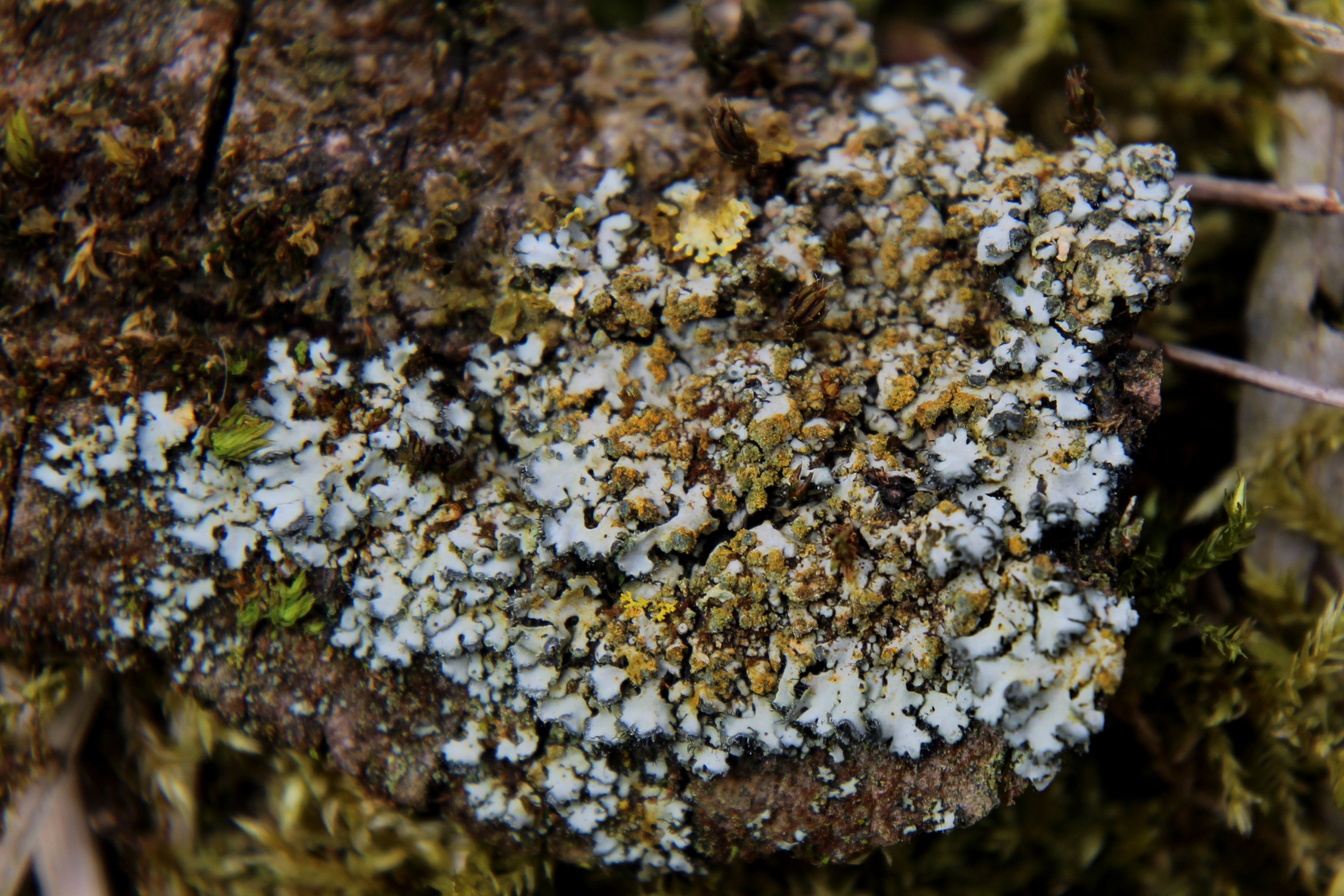 Phaeophyscia endophoenicea (door Maarten Langbroek)