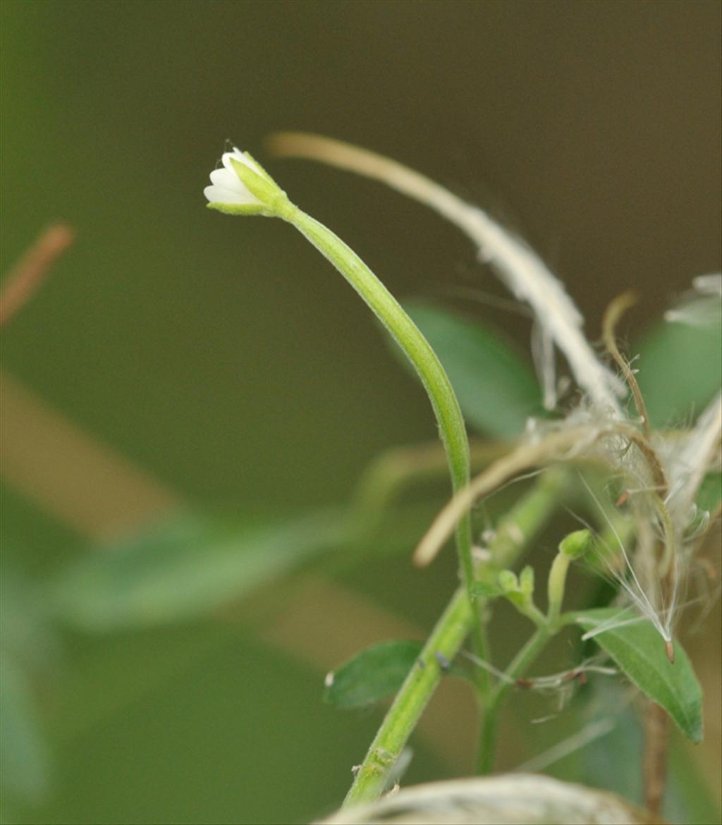 Epilobium lanceolatum (door Theo Muusse)