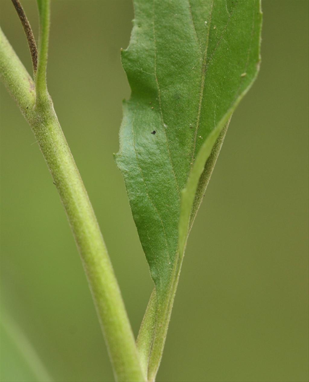 Epilobium lanceolatum (door Theo Muusse)