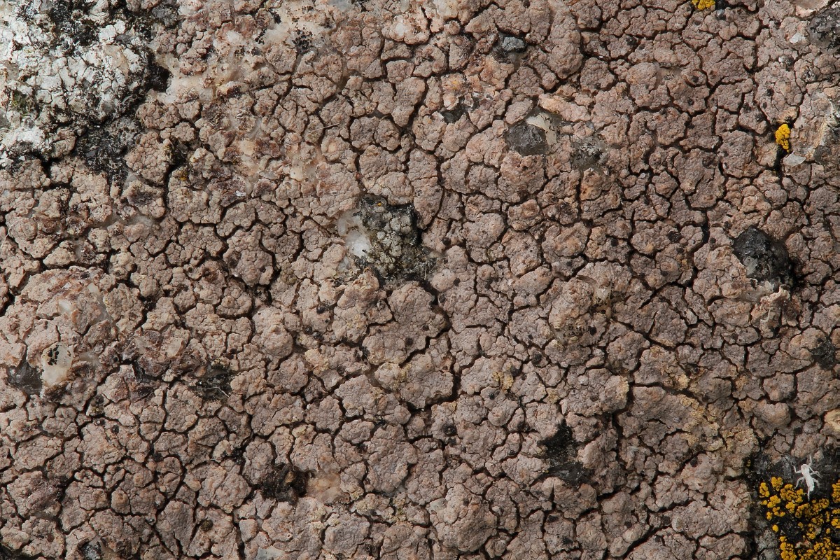 Placopsis lambii (door Arjan de Groot)