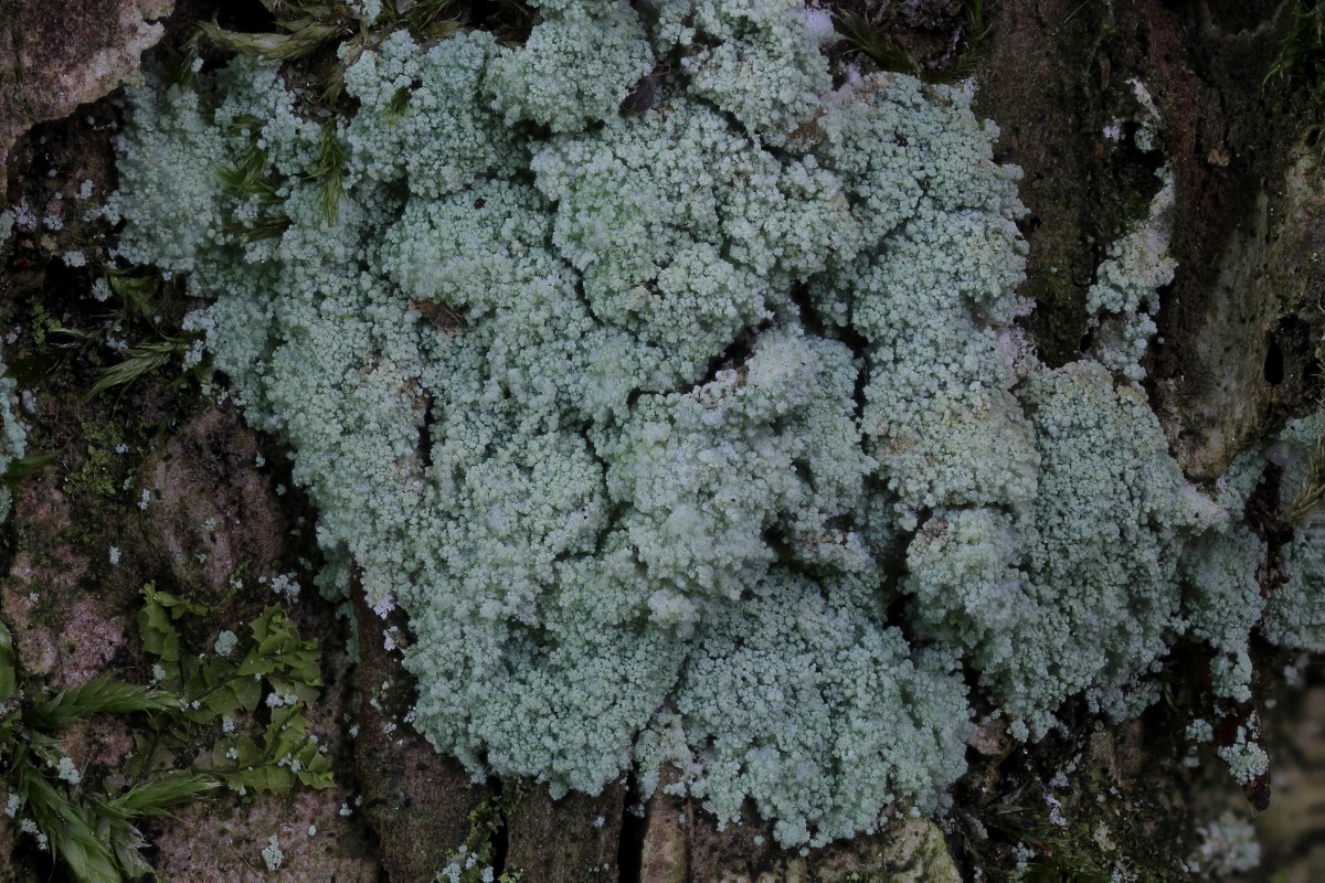 Lepraria finkii (door Arjan de Groot)