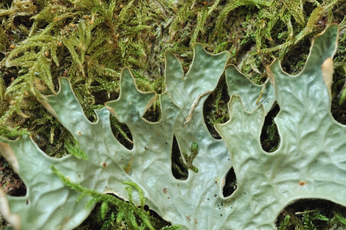 Lobaria pulmonaria (door Vilda - Rollin Verlinde)