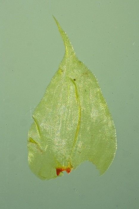 Loeskeobryum brevirostre (door Jan Kersten)