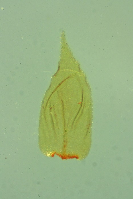 Loeskeobryum brevirostre (door Jan Kersten)