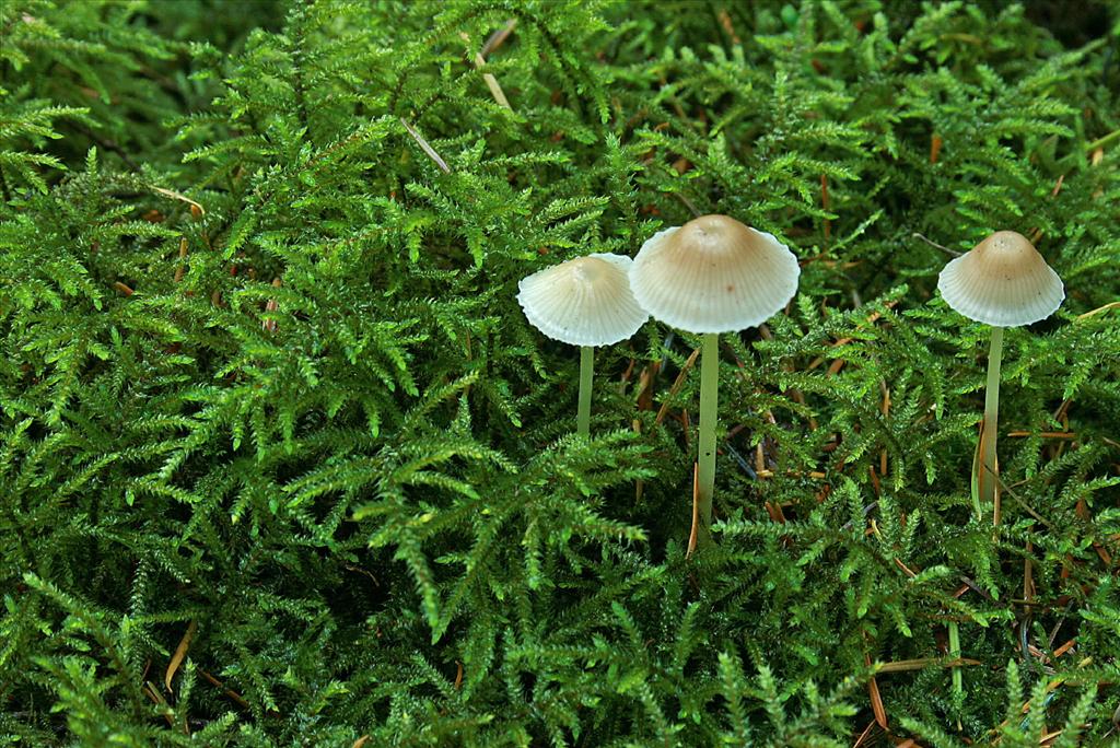 Loeskeobryum brevirostre (door Jan Kersten)