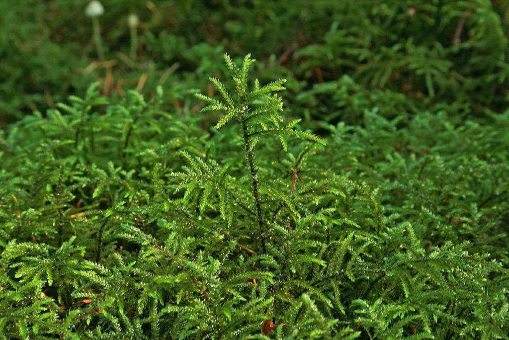 Loeskeobryum brevirostre (door Jan Kersten)