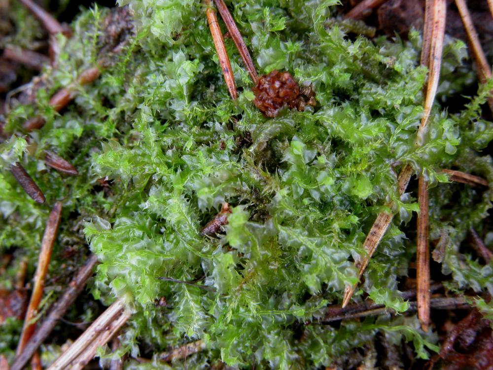 Lophocolea bidentata (door Dick Haaksma)