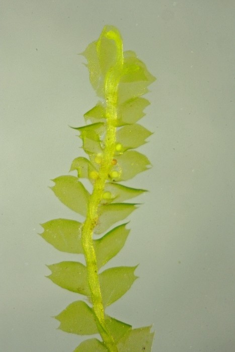 Lophocolea bidentata (door Jan Kersten)