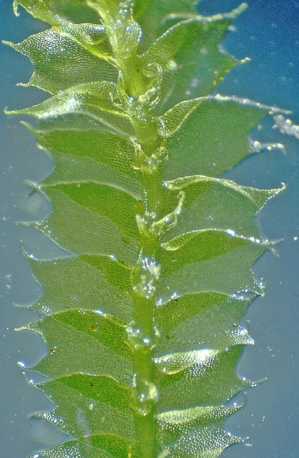 Lophocolea bidentata (door Jan Kersten)