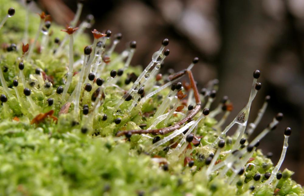 Lophocolea heterophylla (door Dick Haaksma)