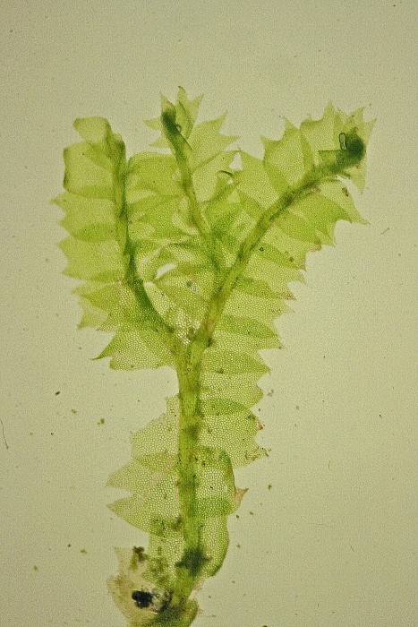 Lophocolea heterophylla (door Jan Kersten)
