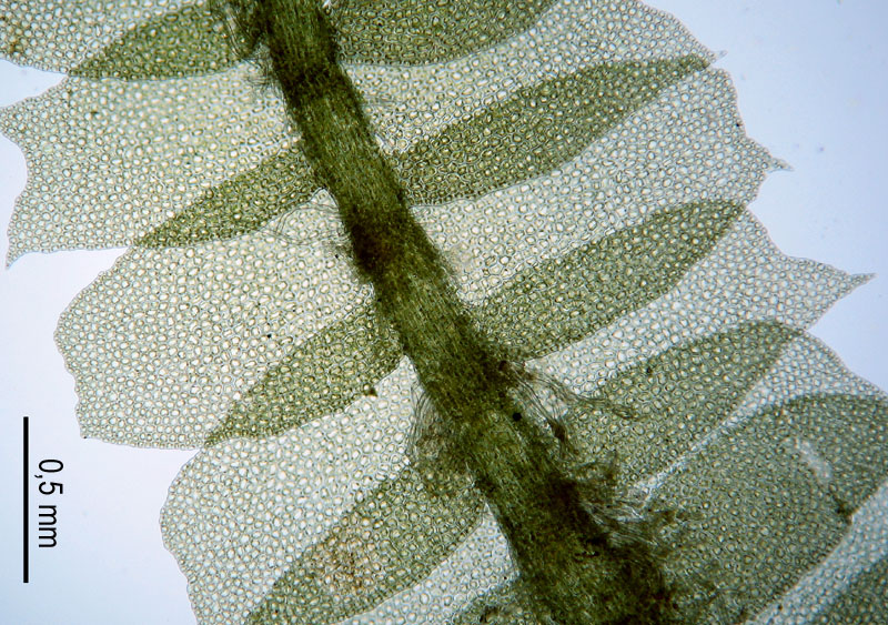 Lophocolea heterophylla (door Norbert Stapper)