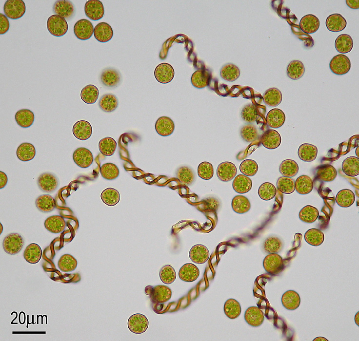 Lophocolea heterophylla (door Norbert Stapper)