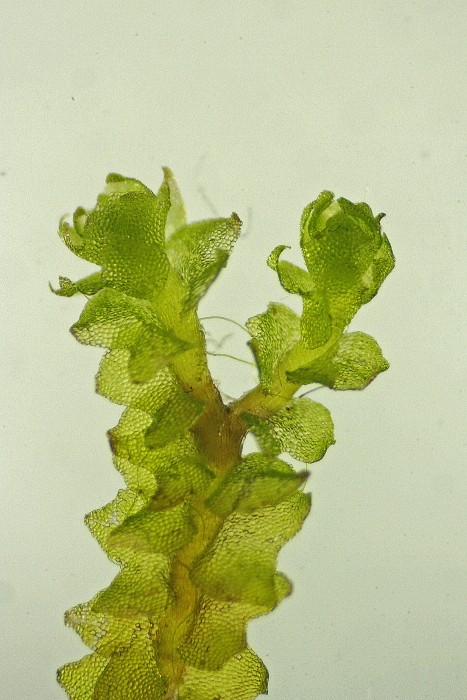 Lophozia capitata (door Jan Kersten)