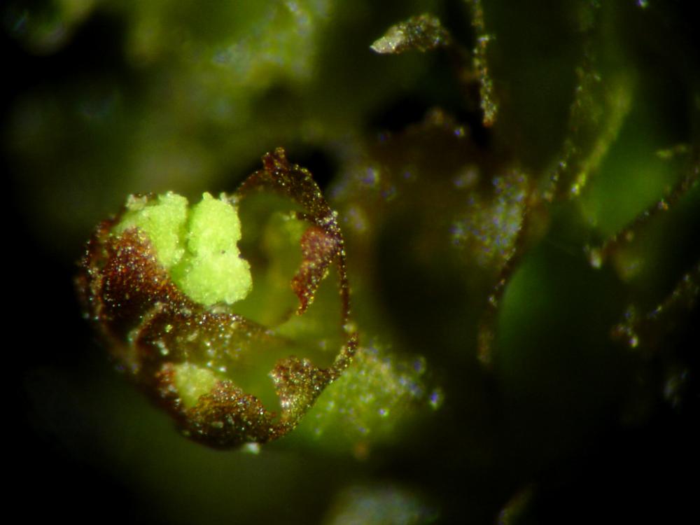 Lophozia ventricosa (door Dick Haaksma)