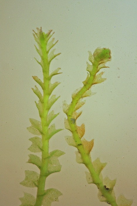 Lophozia ventricosa (door Jan Kersten)