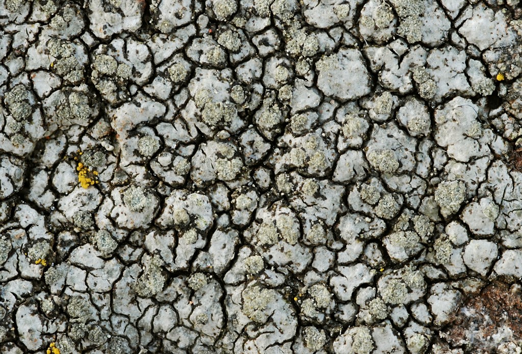 Lecanora soralifera (door Arjan de Groot)