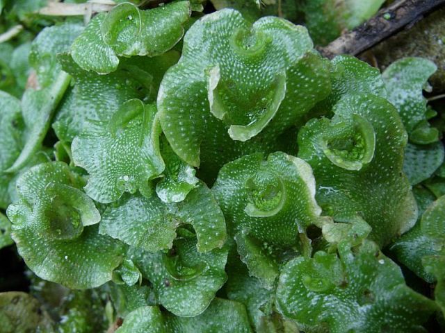 Lunularia cruciata (door Arjan de Groot)