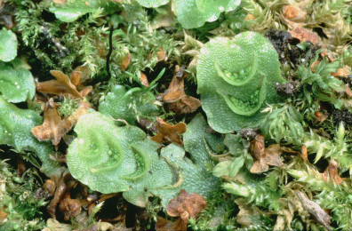 Lunularia cruciata (door Klaas van der Veen)