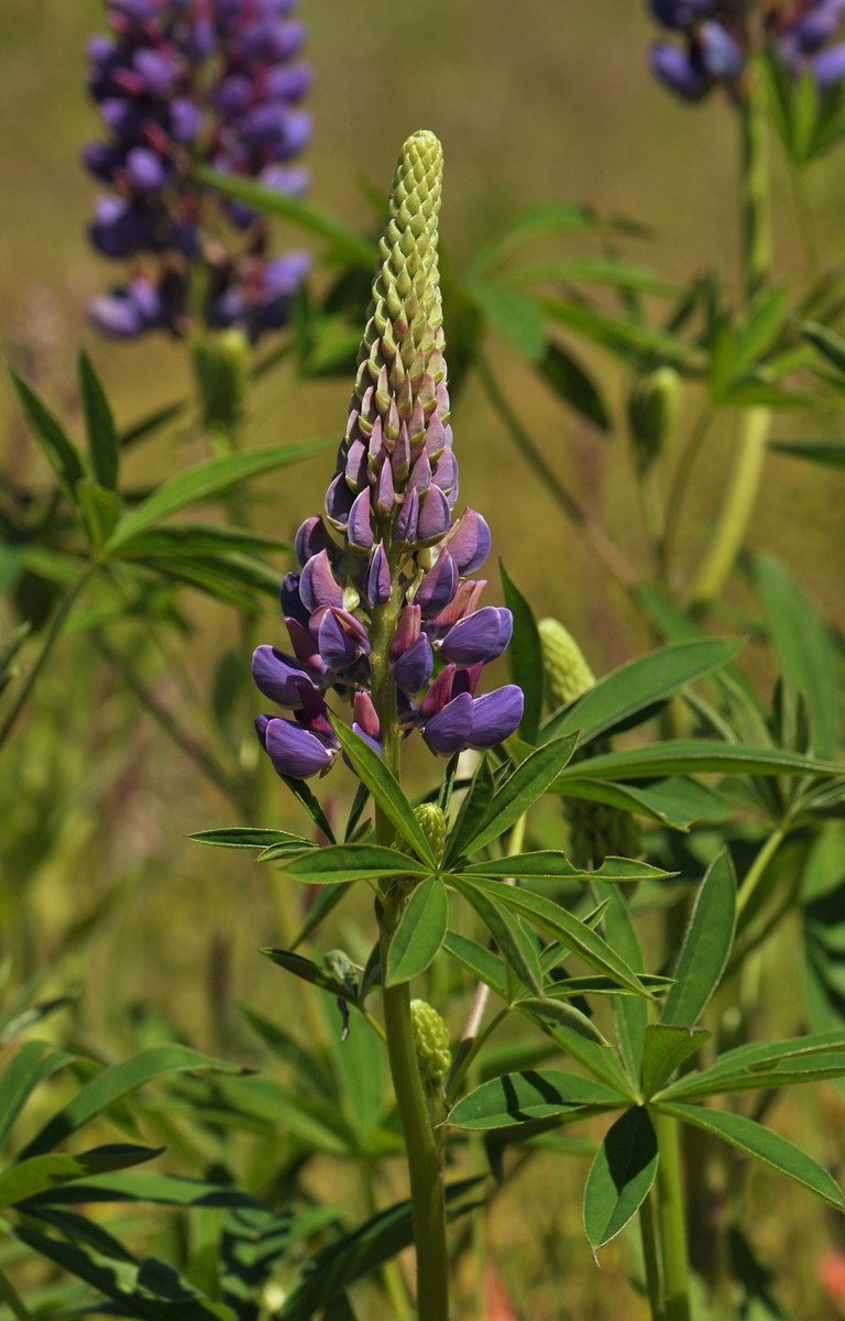 Lupinus polyphyllus (door Willie Riemsma)