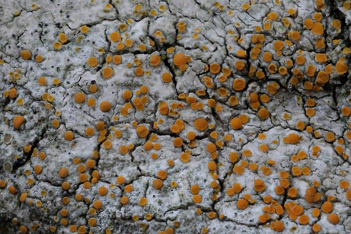 Cerothallia luteoalba (door Arjan de Groot)